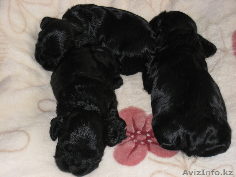 Продам щенков американского кокер-спаниеля. - Изображение #1, Объявление #23828