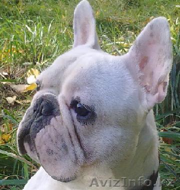 Вязка французского бульдога - Изображение #1, Объявление #35892