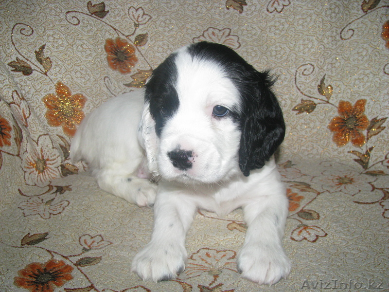 щенки руского спаниеля - Изображение #1, Объявление #48305