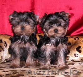 2 йоркширских щенков для продажи.. - Изображение #1, Объявление #65765