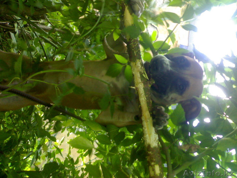 пордам щенков питбуля ,         продам                                           - Изображение #1, Объявление #78619