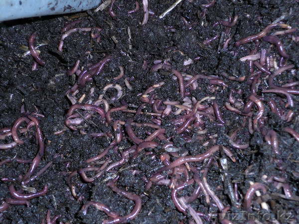 Красный Калифорнийский червь - Изображение #1, Объявление #82486