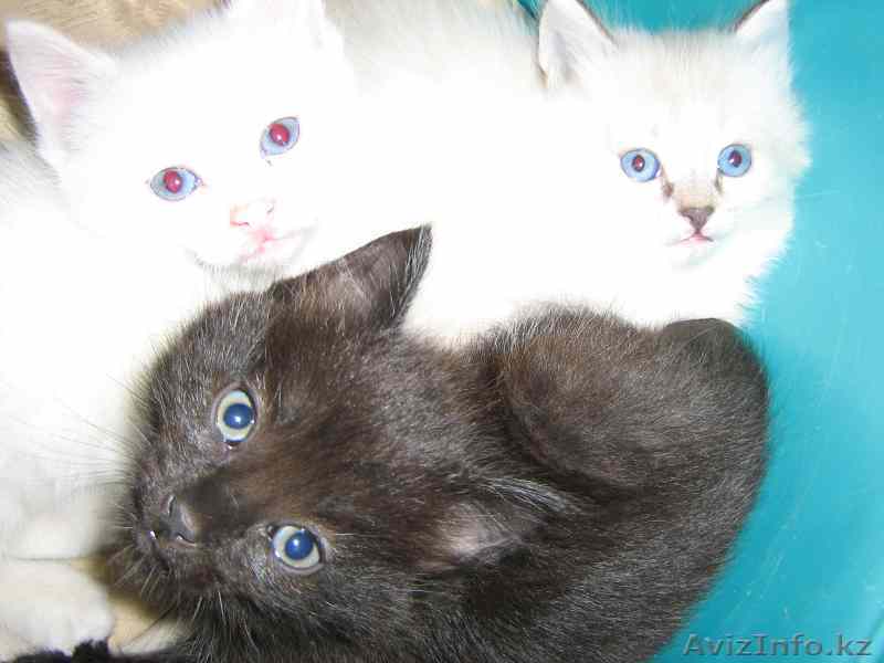 Отдам котят в хорошие руки!!! К туалету приучены, аккуратные. - Изображение #1, Объявление #74553