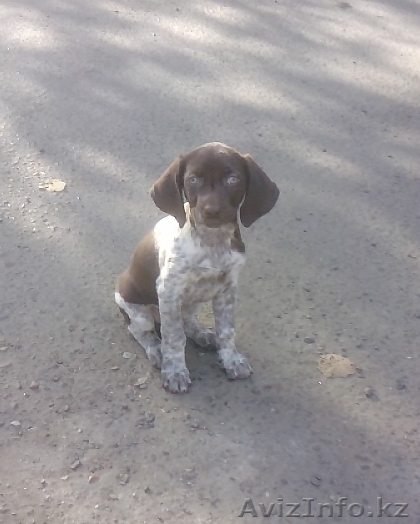 щенки курцхаара - Изображение #1, Объявление #104976