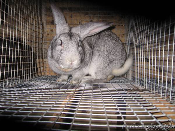 Продается мясо кролика - Изображение #1, Объявление #116928