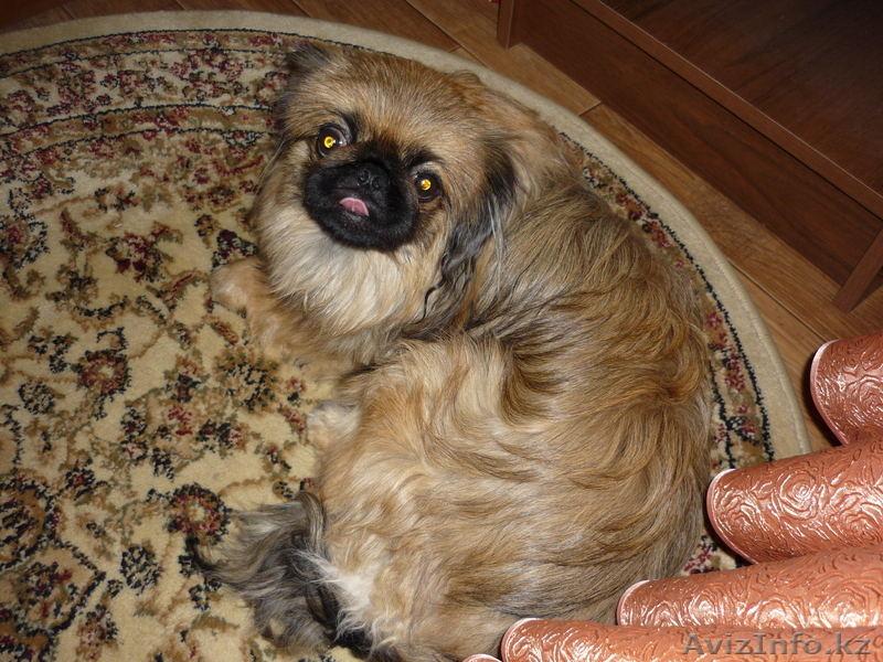 пекинес для вязки - Изображение #1, Объявление #132907