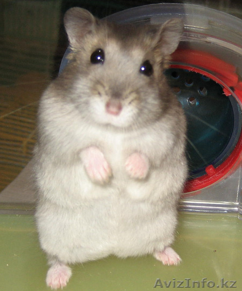 Продажа  хомяков! - Изображение #1, Объявление #304746