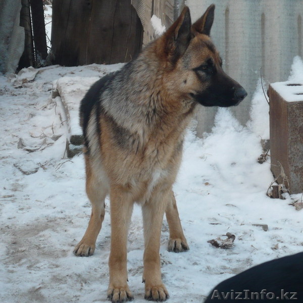 Щенки немецкой овчарки 123321 - Изображение #1, Объявление #300634