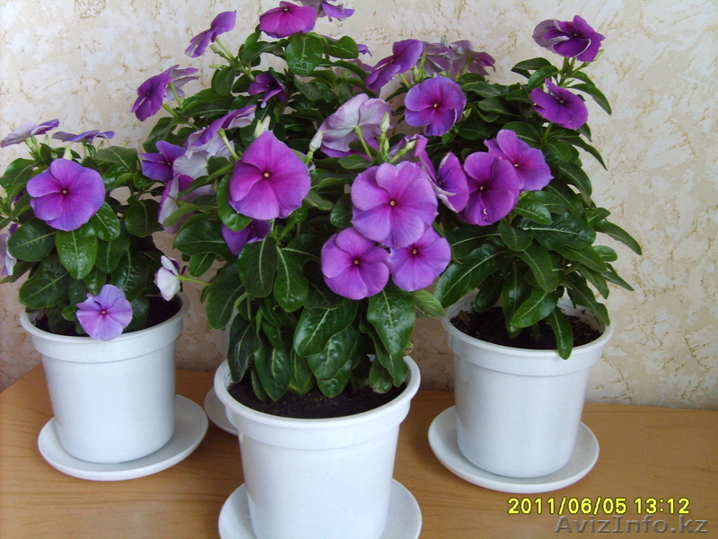 Продам Катарантус гибридный - Изображение #1, Объявление #294689