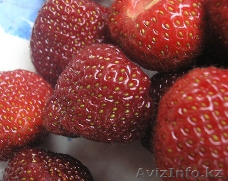 Продам саженцы клубники - Изображение #1, Объявление #302427