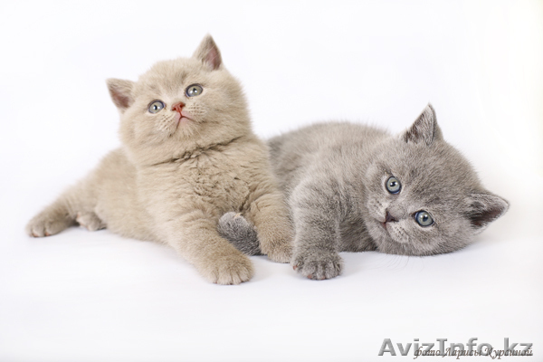 Куплю котенка британской породы - Изображение #1, Объявление #340710