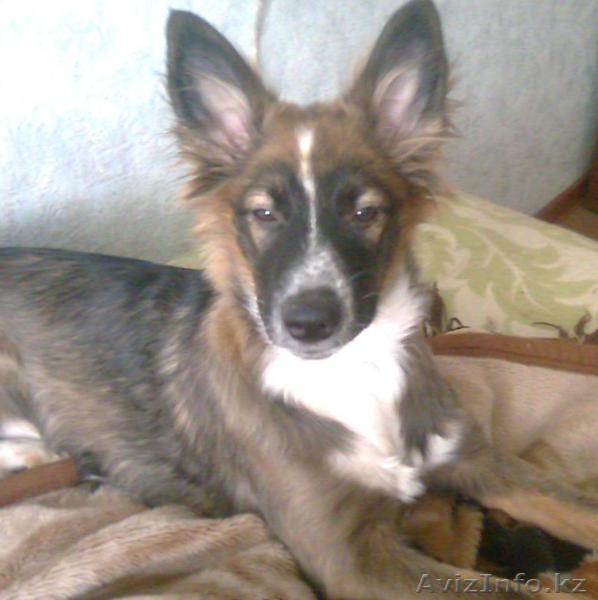 В добрые и заботливые руки - Изображение #1, Объявление #341816