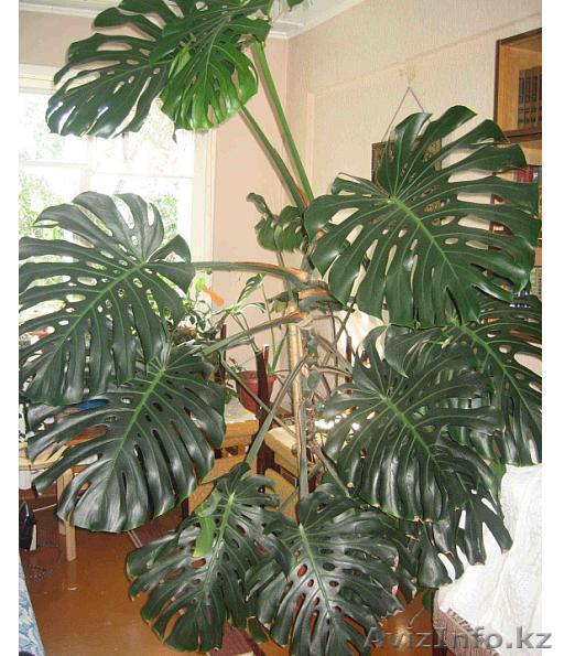 Продам монстеру - Изображение #1, Объявление #371239