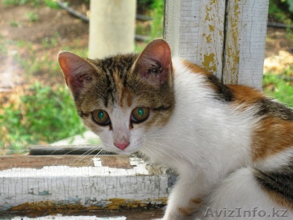 В добрые руки киску  - Изображение #1, Объявление #372386