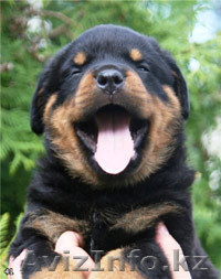 Щенки ротвейлера, спешите! - Изображение #1, Объявление #431999