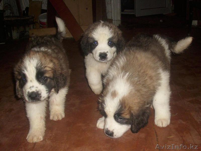 Щенки сенбернара с родословной - Изображение #1, Объявление #427564