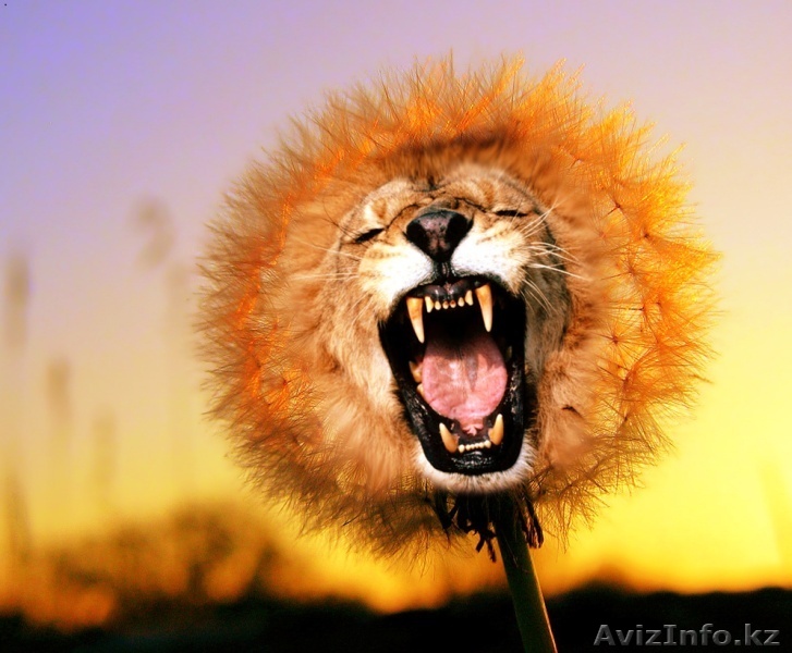 услуги Adobe Photoshop CS5 - Изображение #1, Объявление #504476