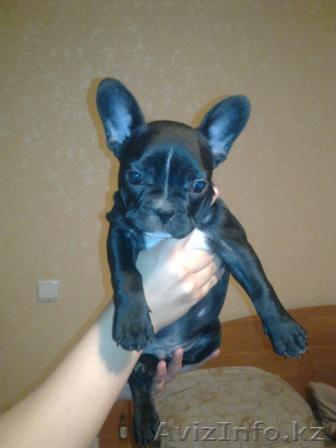 Щенки французского бульдога недорого - Изображение #1, Объявление #638900