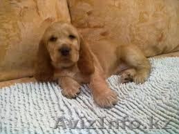 Щенки английского кокер спаниеля недорого - Изображение #1, Объявление #638936