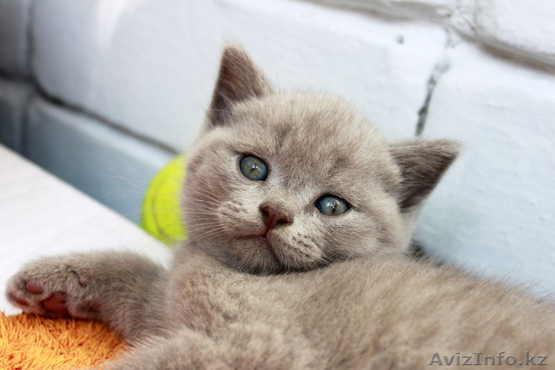 Продаются шотландские котята - Изображение #1, Объявление #695800