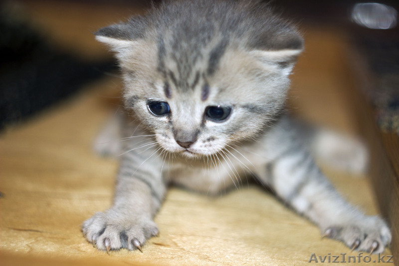 Котята 2 месяца - Изображение #1, Объявление #697953