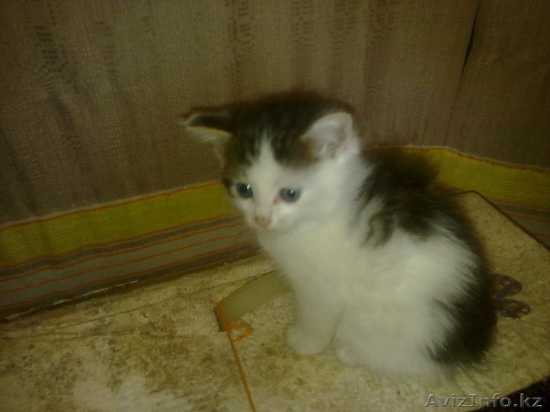 Спасите котенка - Изображение #1, Объявление #718532