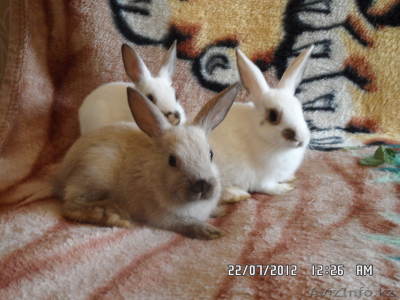 продам декоративных крольчат - Изображение #1, Объявление #720573