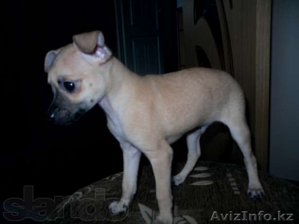 Продам той-терьера! - Изображение #1, Объявление #754756