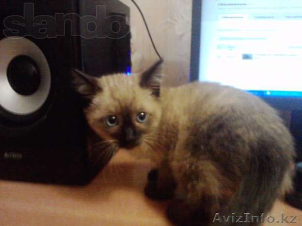 Невская-Маскарадная - Изображение #1, Объявление #769639