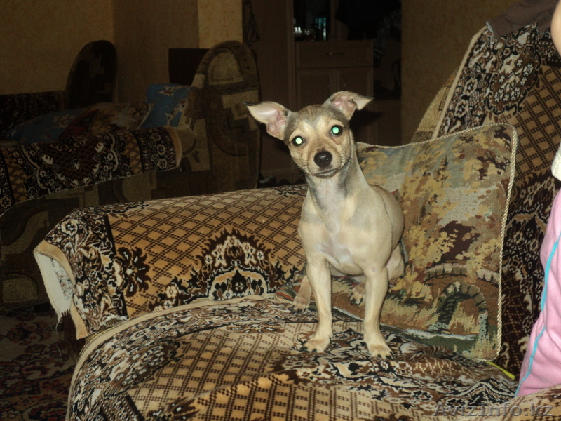 продам пинчера девочка(7месяцев) за 8000. - Изображение #1, Объявление #799614