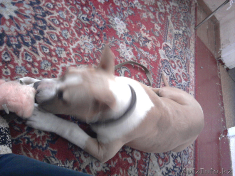 в хорошие руки продам щенка - Изображение #1, Объявление #788103