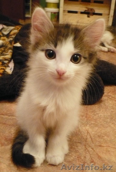 отдам котенка  (девочка) - Изображение #1, Объявление #800646