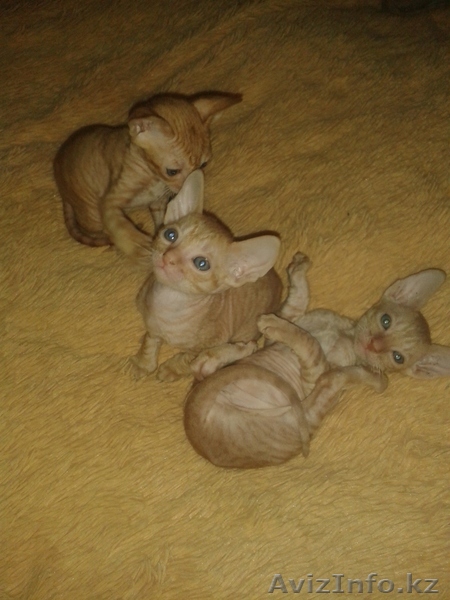 продам котят корниш рекса - Изображение #1, Объявление #911369