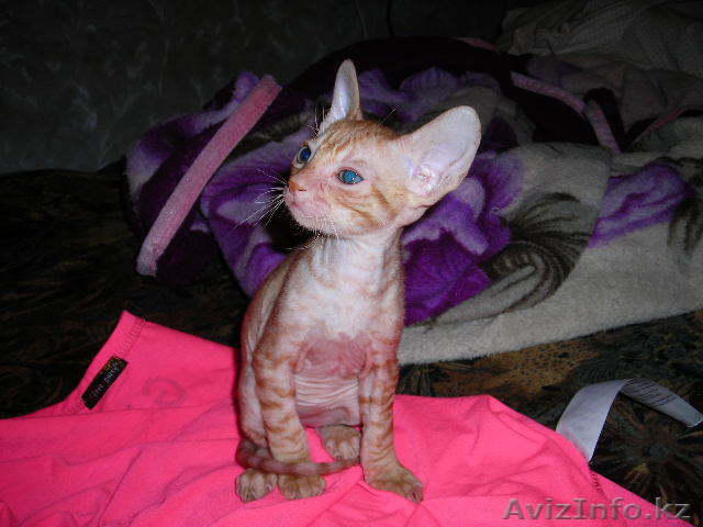 котята пород  корниш рексы (полу лысые) - Изображение #1, Объявление #915474