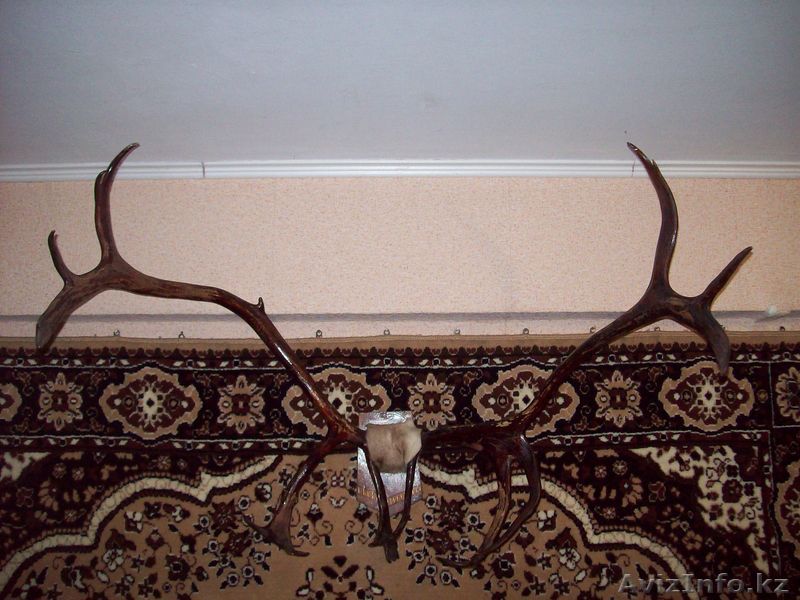 Продам рога Северного Оленя - Изображение #1, Объявление #948692