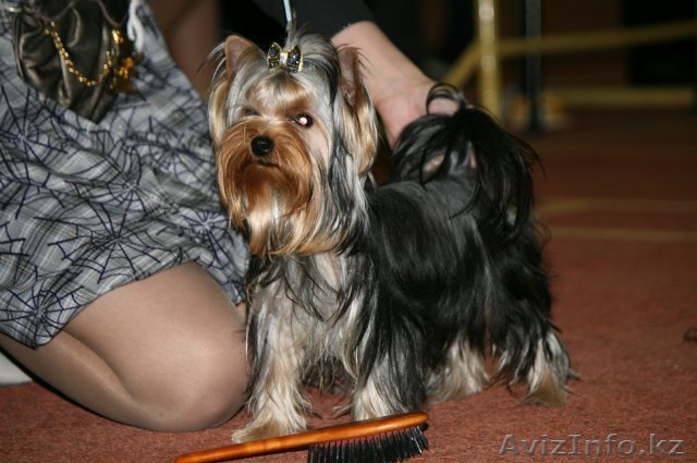 Гламурный Друг- Йорк теперь по доступной цене в вашем городе! - Изображение #1, Объявление #948845