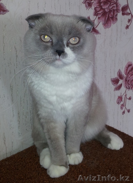 Кот скотишш-фолд ищет невесту - Изображение #1, Объявление #953464