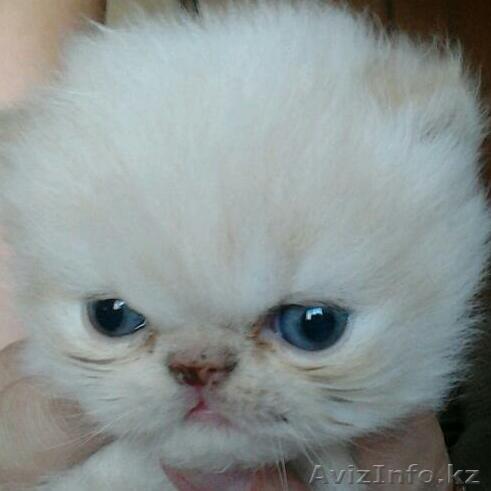 продажа котят-персидских - Изображение #1, Объявление #975943