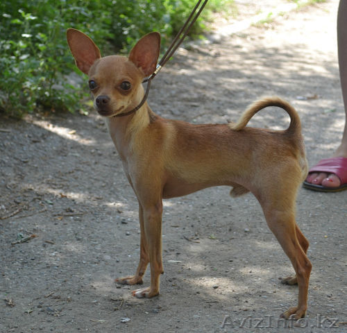 Продам щенков той-терьера - Изображение #1, Объявление #975121