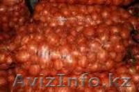 Продам лук оптом - Изображение #1, Объявление #983205