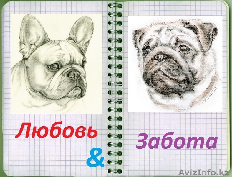 Возьму/куплю французского бульдога или мопса. - Изображение #1, Объявление #996802