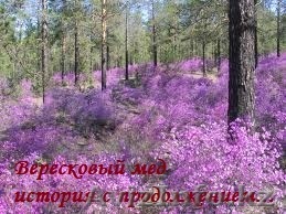 Продам высококачественный мед - Изображение #1, Объявление #1004528