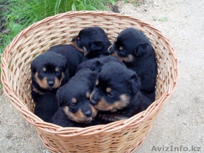 щенки ротвейлера 1 мес                                                         . - Изображение #1, Объявление #1019004