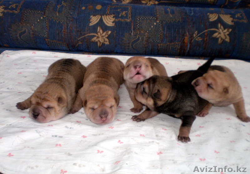 Продам щенков шар-пея. - Изображение #1, Объявление #1045448