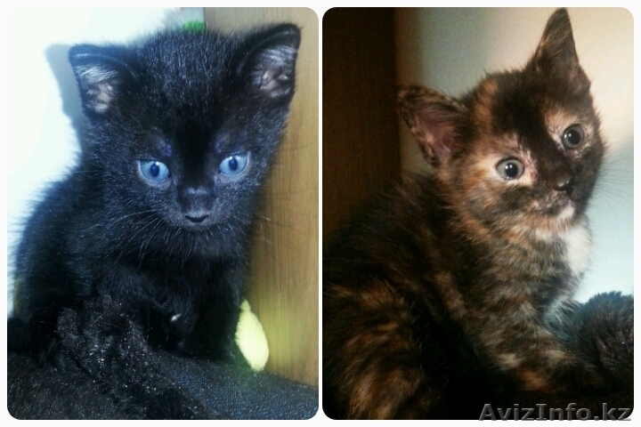 Очаровательные котята ищут любящих "родителей" - Изображение #1, Объявление #1100906