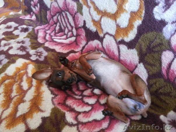 Каролина,angelina.karolina@mail.ru,87770620062,87056107107 - Изображение #1, Объявление #1119289