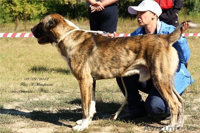 Продам. Щенки среднеазиатской овчарки. - Изображение #1, Объявление #1157117