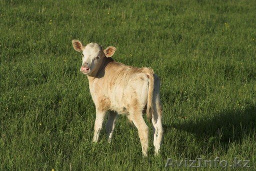 Продажа Теленка - Изображение #1, Объявление #1227247
