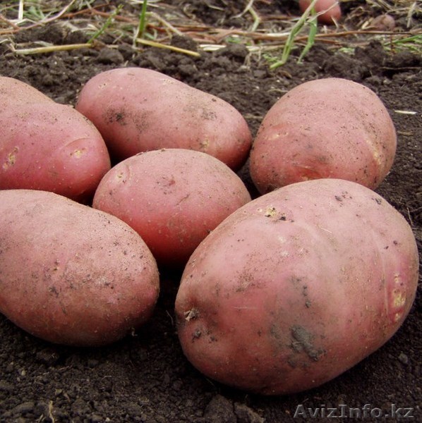 Картофель  оптом цена договорная. низкая цена - Изображение #1, Объявление #1304296