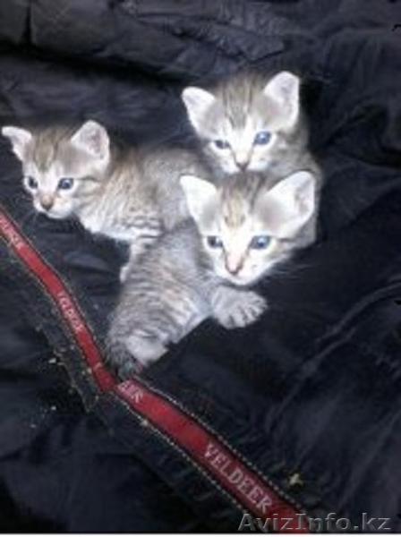 отдам котят добрым людям - Изображение #1, Объявление #1305709